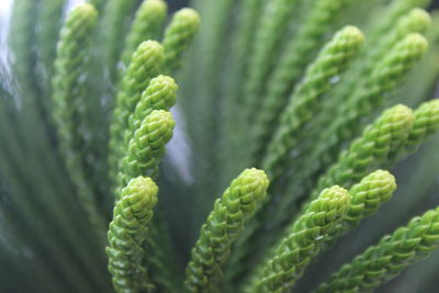 Close-up of succulent plant