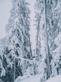 Snow covered pine trees in forest