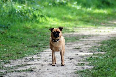 Portrait of dog standing on field