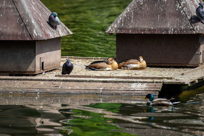 Birds in a lake