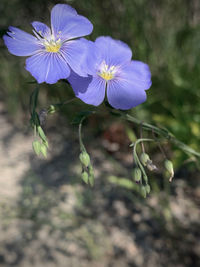 Close-up of purple flowering plant