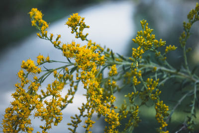 Close-up of yellow flowers