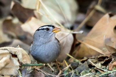 Close-up of bird perching outdoors