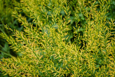 Full frame shot of pine tree