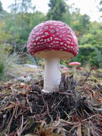 Close-up of mushroom on field