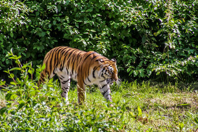 View of a cat on land