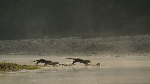 Side view of two birds on land