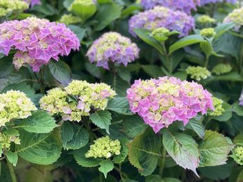 Close-up of purple flowering plants