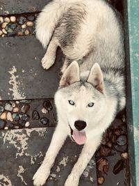 High angle view of dog