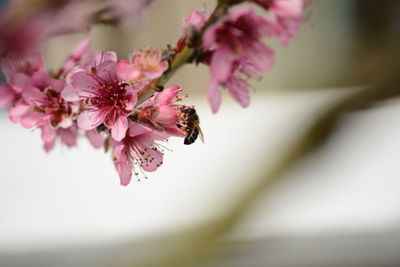 Close-up of bee pollinating on pink flower