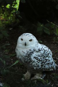 Portrait of owl perching on land