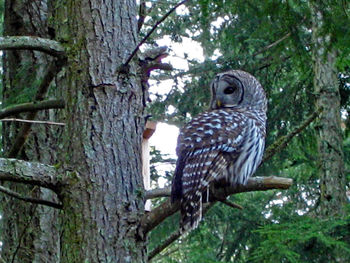 Bird perching on a tree