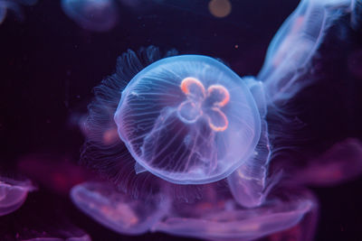 Close-up of jellyfish swimming in sea