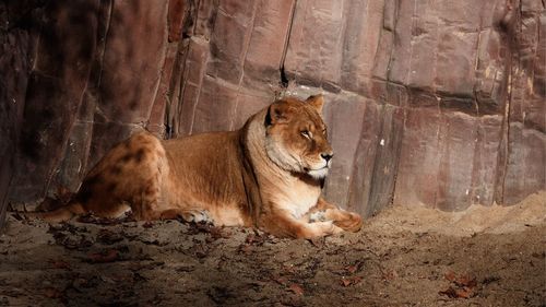 View of a lion looking away