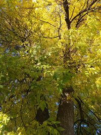 Low angle view of tree