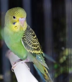 Close-up of parrot perching in cage