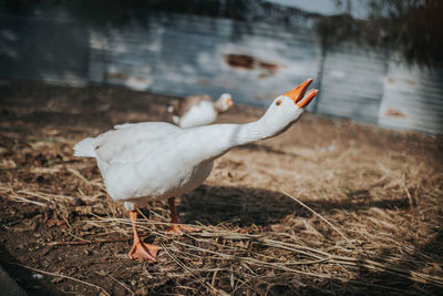 White goose on field