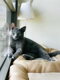 Cat lying on sofa at home