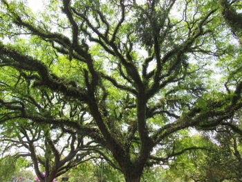 Low angle view of tree against sky