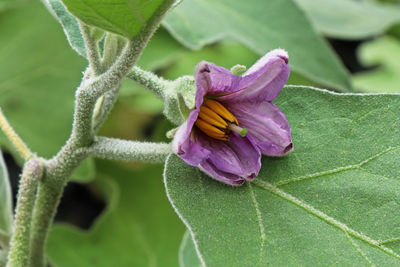 Closeup of common eggplant purple blossoms blooming