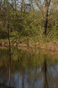 Reflection of trees in lake