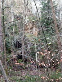 Close-up of tree trunk in forest