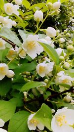 Close-up of white flowers blooming in park