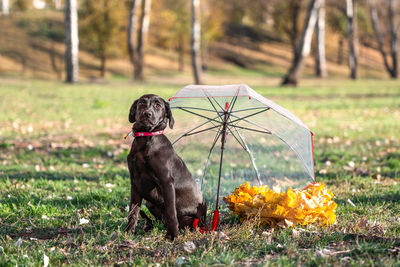 Close-up of black dog on field