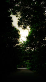 Silhouette of trees in forest at night