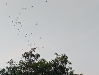 Low angle view of birds flying in the sky