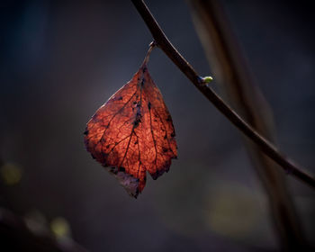 Close-up of dry leaf on twig