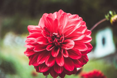 Close-up of pink dahlia flower