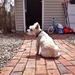 Cat looking away