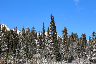 Pine trees in forest during winter against sky