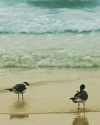 Birds in calm water