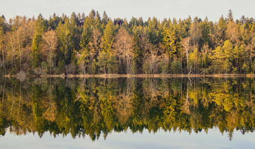 Scenic view of lake by trees against sky