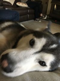 Close-up portrait of dog lying down at home