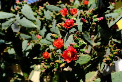 Close-up of red flowering plants