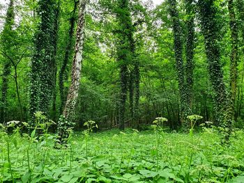 Plants growing on field