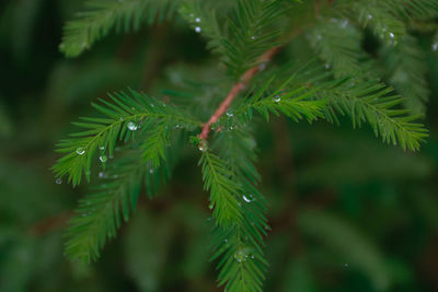 Close-up of raindrops on tree