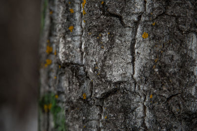 Full frame shot of tree trunk