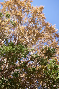 Low angle view of blooming tree against sky