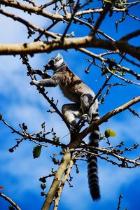 Low angle view of monkey on tree branch against blue sky