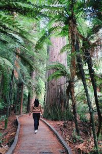 Rear view of woman walking amidst trees in forest