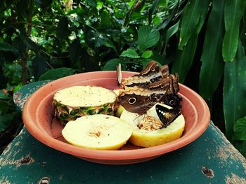 Close-up of fruits in plate