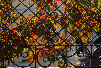 Close-up of tree against orange sky