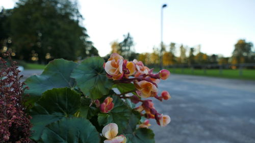 Close-up of flowers blooming on tree