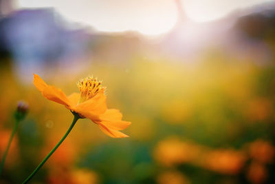 Close-up of yellow flowering plant during sunset