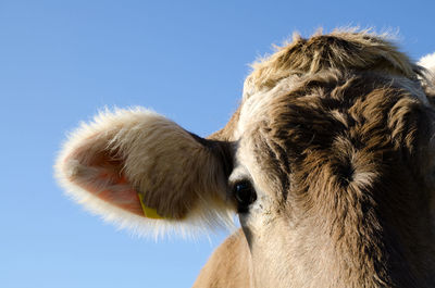 Portrait of white cow with livestock tag