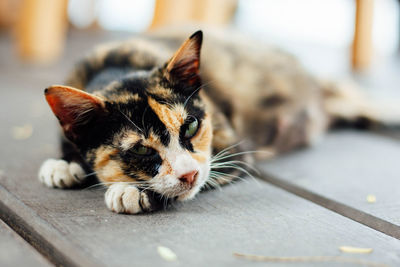 Close-up of a cat resting on floor